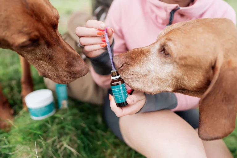 Inspect the Legality of CBD for Dogs Canada