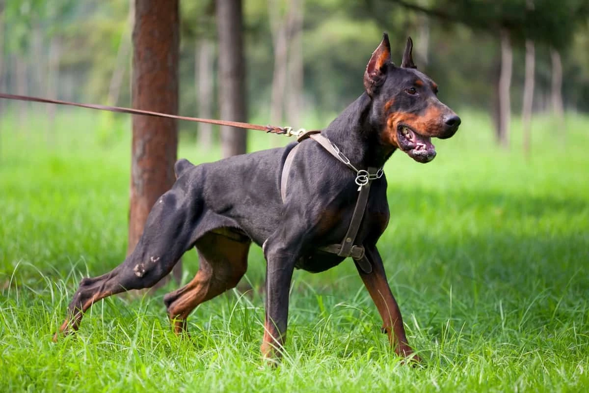 Understanding the Doberman Stud Fee in Western Tennessee