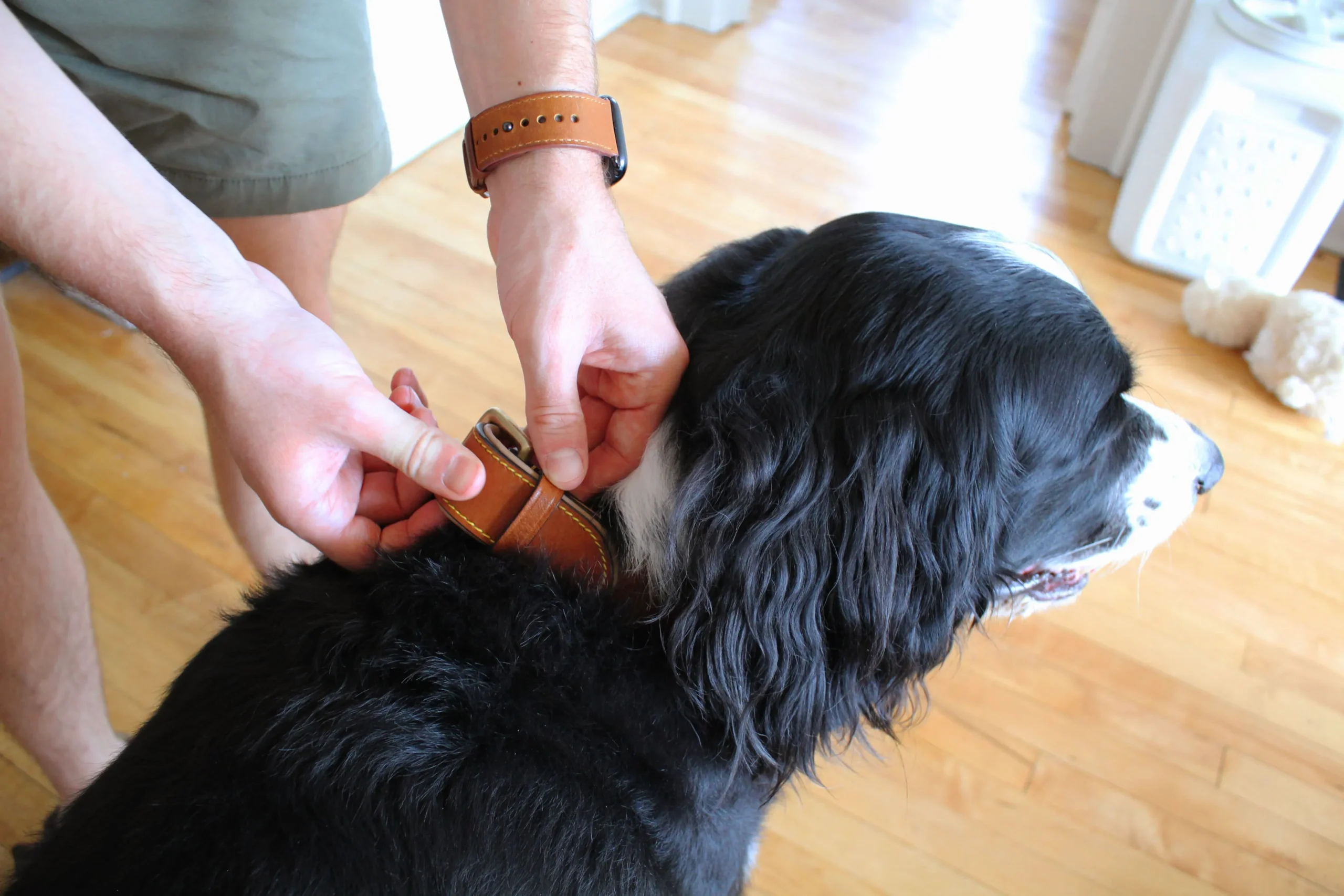 Large Dog Bows Stylish Accessories for Your Big Canine Friends